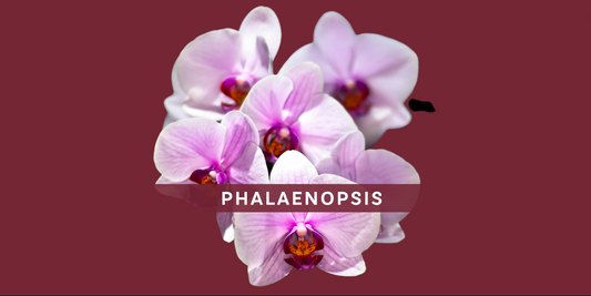 Serenata Flower Care for Phalaenopsis